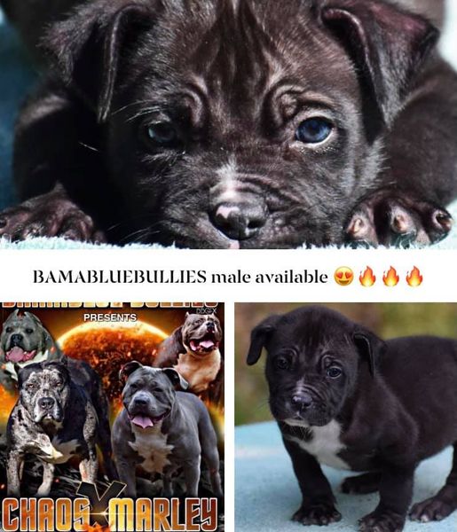 #Bamanews Eli the bull
#probullsBamBam
BAMABLUEBULLIES.COM
#bullypup
#bullypuppy…