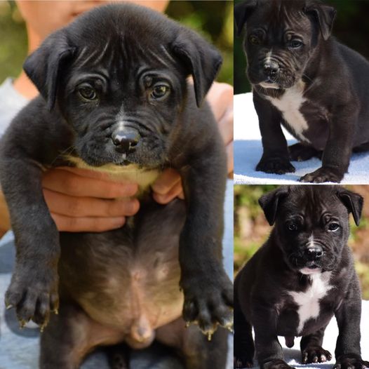 #Bamanews Eli the bull
#ProbullsBamBam grandson
BAMABLUEBULLIES.COM
#bullypup
#…