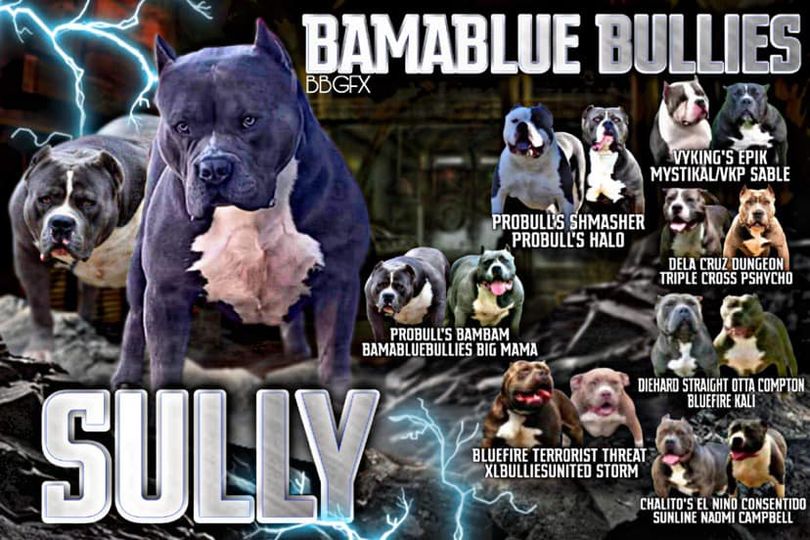 #Bamanews Big Sully BlueThis big guy is ready to put some heavy weights on the g…