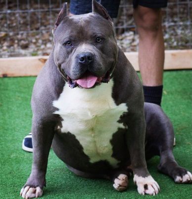 xl american bully - big sully 1