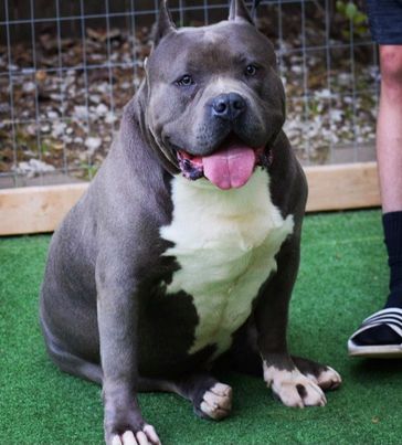 xl american bully - big sully 2
