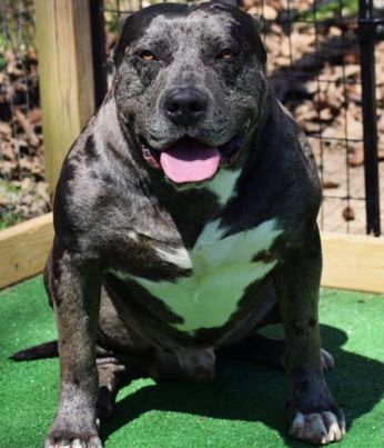 xl american bully - chaos - 1