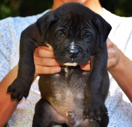 #Bamanews Chaos and Marley male at 10 weeks
#ProbullsBamBam grandson
BAMABLUEBU…