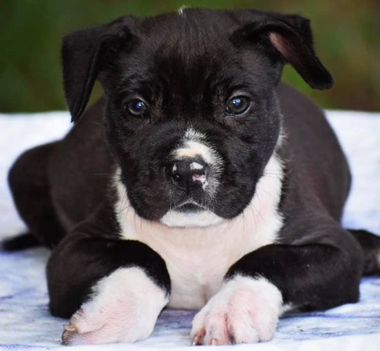 #Bamanews Beautiful Bam Bam granddaughter at 10 weeks
#ProbullsBamBam granddaugh…