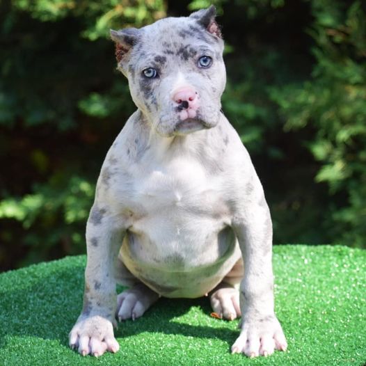 #Bamanews We would like to introduce BAMABLUEBULLIES Perfect RoseShe’s from our …