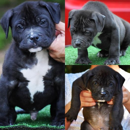 #Bamanews Chaos and Marley male at 11 weeks #ProbullsBamBam grandson
BAMABLUEBU…