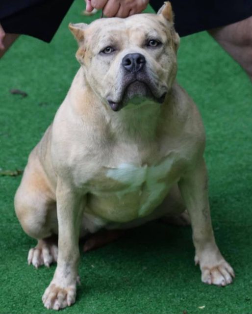 #Bamanews Our beautiful girl Barbie
#ProbullsBamBam granddaughter
#merlebully
…