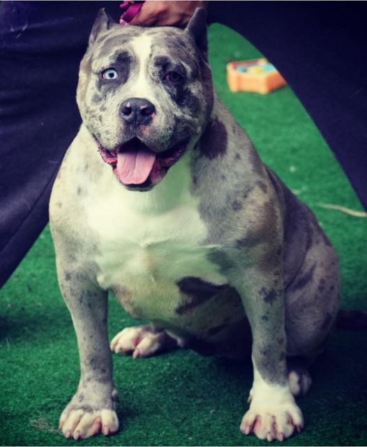 #Bamanews Our beautiful girl Blue eyed Diva
BAMABLUEBULLIES.COM
#xlbully
#xlbull…