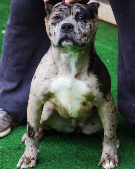 #Bamanews BAMABLUEBULLIES Pandora
#ProbullsBamBam granddaughter
BAMABLUEBULLIE…