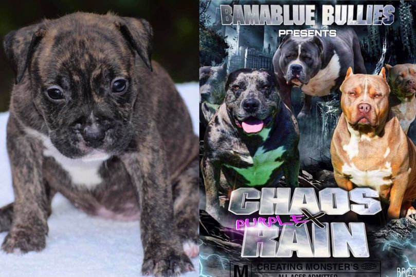 #Bamanews Beautiful brindle girl at 4 weeks
#probullsbambam granddaughter
BAMABL…