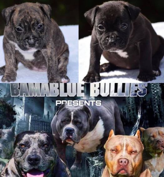 #Bamanews Two beautiful females looking for a
#ProbullsBamBam granddaughters
BA…