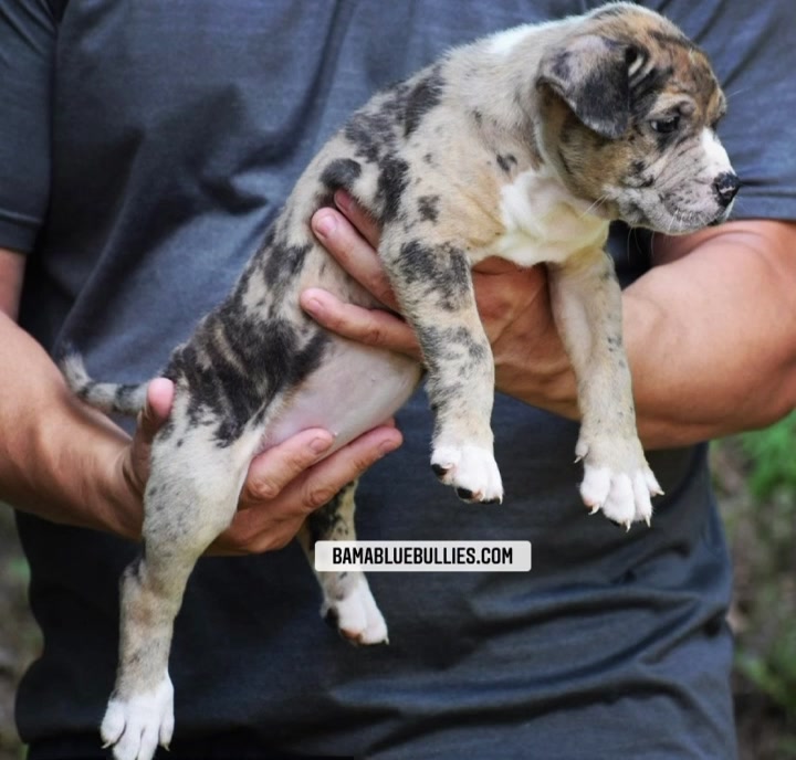 #Bamanews Beautiful Merle female at 7 weeks
BAMABLUEBULLIES.COM
#merlebully
#mer…