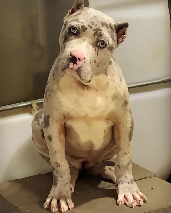 #Bamanews Another BamBam granddaughter on her way to perfection. BAMABLUEBULLIES…