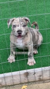 #Bamanews He’s big and fancy
#probullsBamBam grandson 
BAMABLUEBULLIES.COM
#merl…