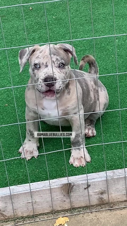 #Bamanews He’s big and fancy
#probullsBamBam grandson 
BAMABLUEBULLIES.COM
#merl…