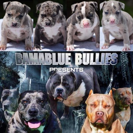 #Bamanews Color is not the only thing we produce
#ProbullsBamBam grandkids
BAM…