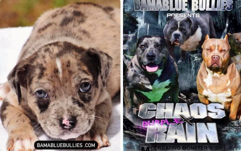 #Bamanews Beautiful Merle female She will be 7 weeks tomorrow BAMABLUEBULLIES.CO…