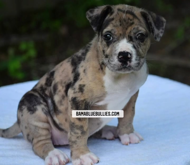 #Bamanews Beautiful Merle girl at 7 weeks
BAMABLUEBULLIES.COM
#bullypuppy
#bully…