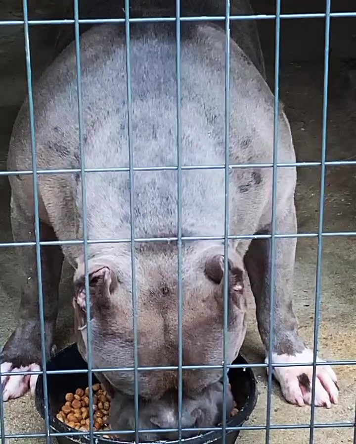 #Bamanews The ole head doctor munching on some groceries this morning 
#Probulls…