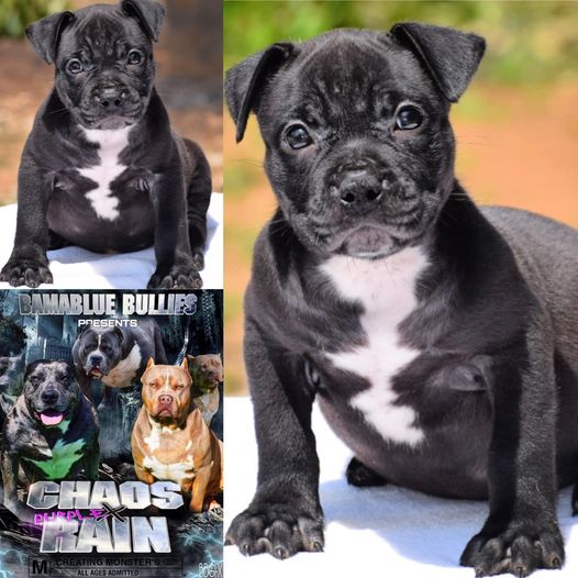 #Bamanews Beautiful female ready to go#ProbullsBamBam granddaughter
#bullypuppy…