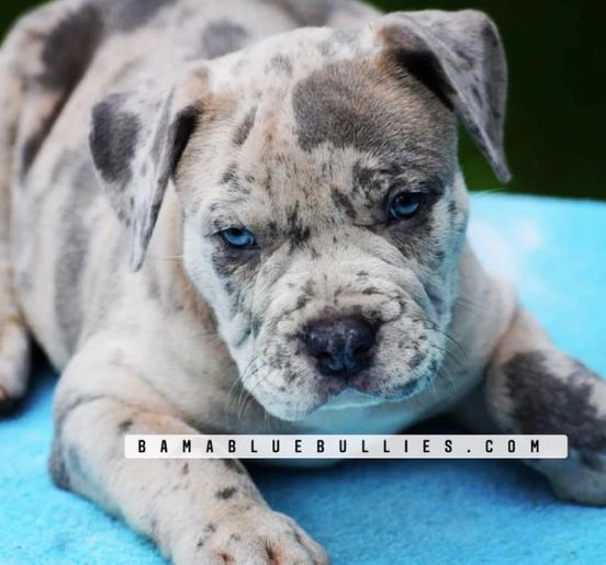 #Bamanews when beautiful colors and size collide into one this is what you get
#…