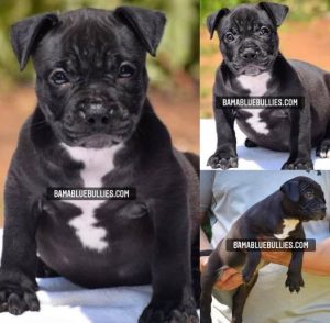 #Bamanews Beautiful female 7 weeks old
BAMABLUEBULLIES.COM
#bullypuppy
#american…
