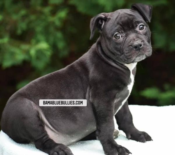 #Bamanews Beautiful female 8 weeks old from Chaos and Purple Rain
BAMABLUEBULLI…