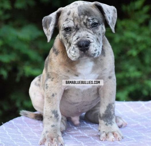 #Bamanews Big Merle male at 8 weeks
BAMABLUEBULLIES.COM
#merlebully
#merlexxl
#m…