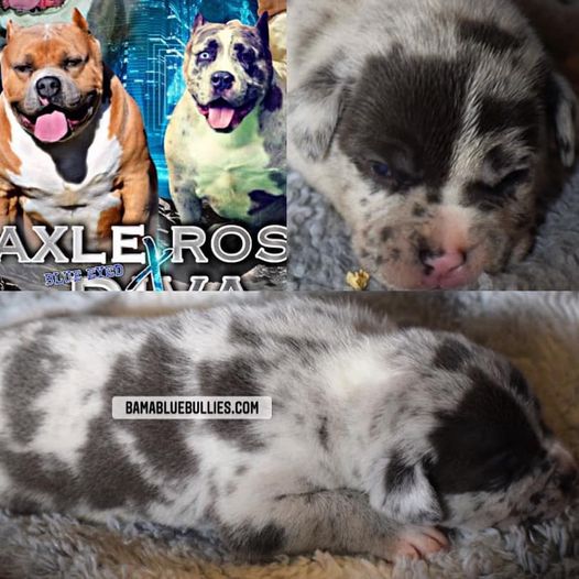 #Bamanews He has the look
BAMABLUEBULLIES.COM
#merlebully
#bullypuppy
#bullypup
…