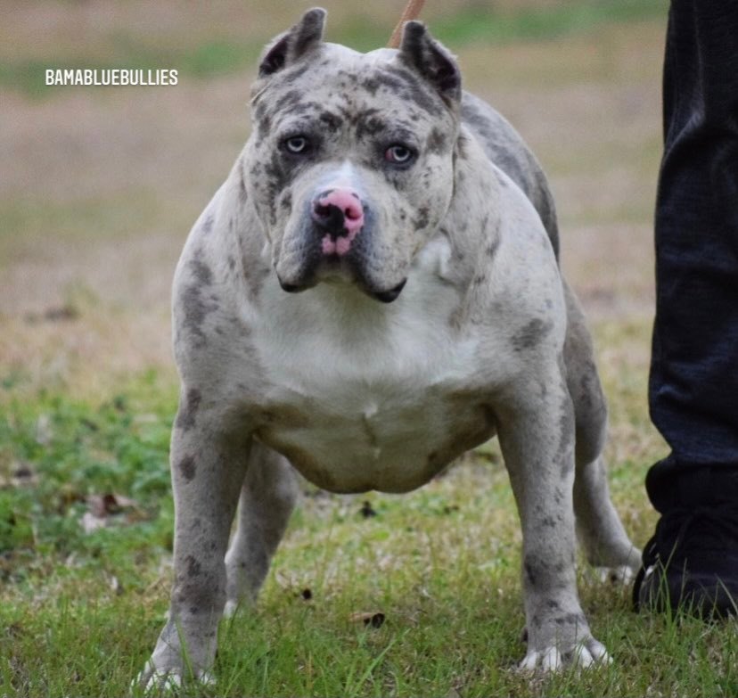 Rose - Best choice for American xl Bully and Pitbull puppies available for sale