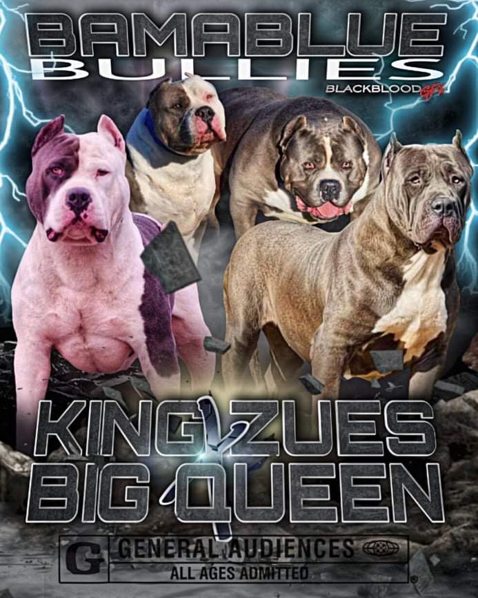 XXL American Bully Sire  King Zeus X Big Queen Breeding