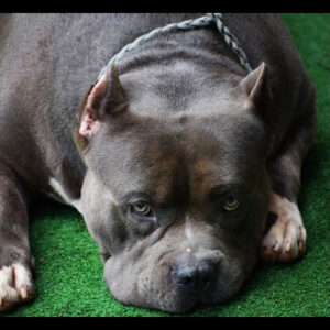 xl amertican bully sire big sully blue 6