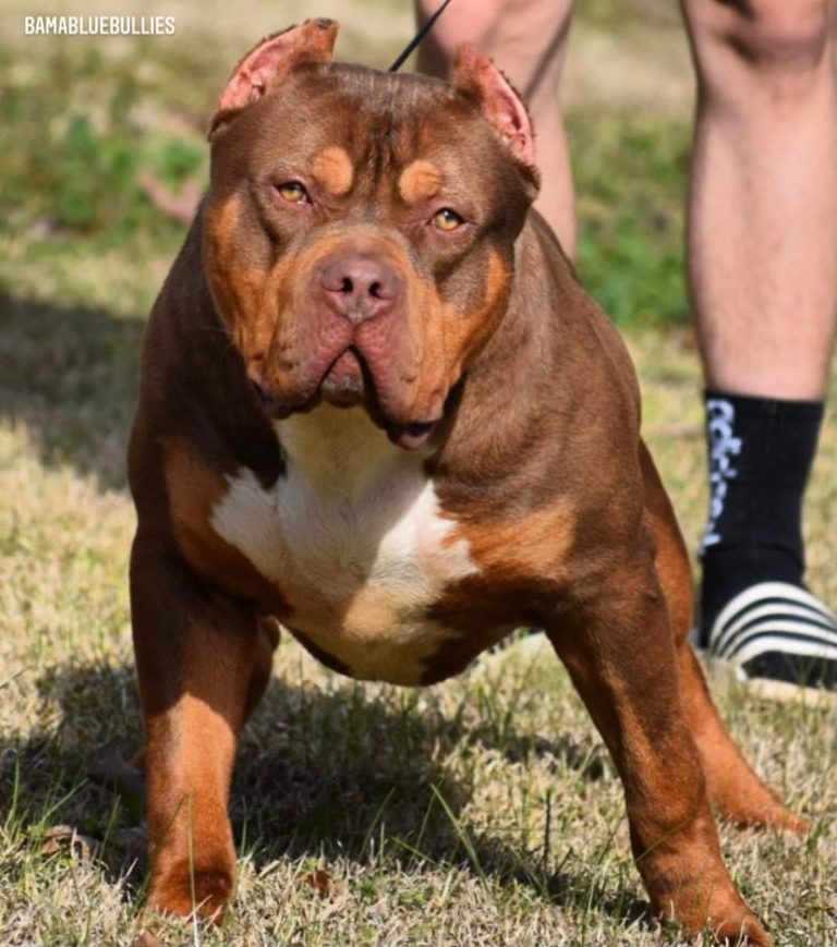 XXL American Bully Sire  Chocolate Thunder and Queen Breeding
