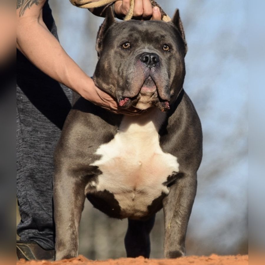 Big Sully Blue - Best choice for American xl Bully and Pitbull puppies available for sale