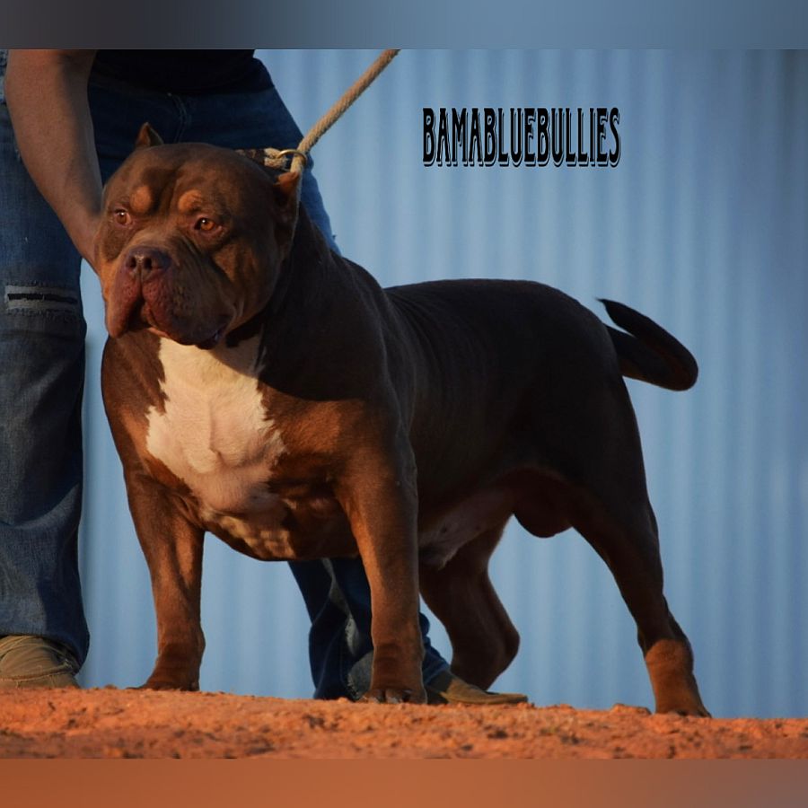 Chocolate Thunder - Best choice for American xl Bully and Pitbull puppies available for sale