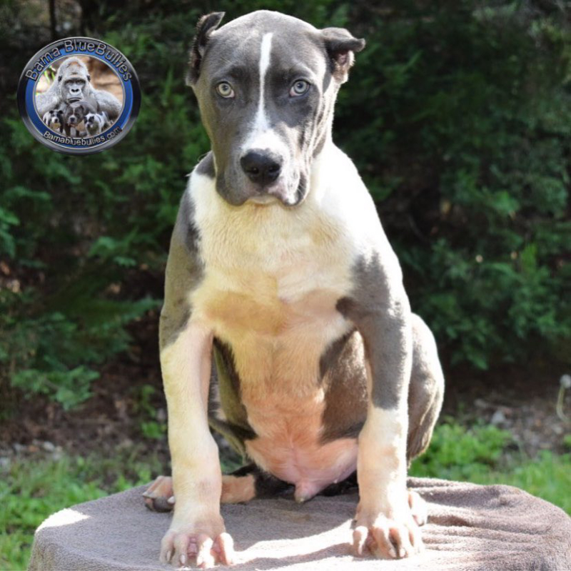 xl bully pups for sale Blue Male 1