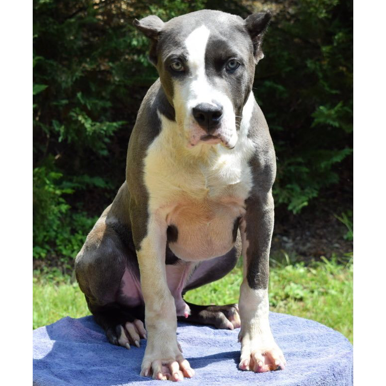 xl bully pups for sale Blue Male 4