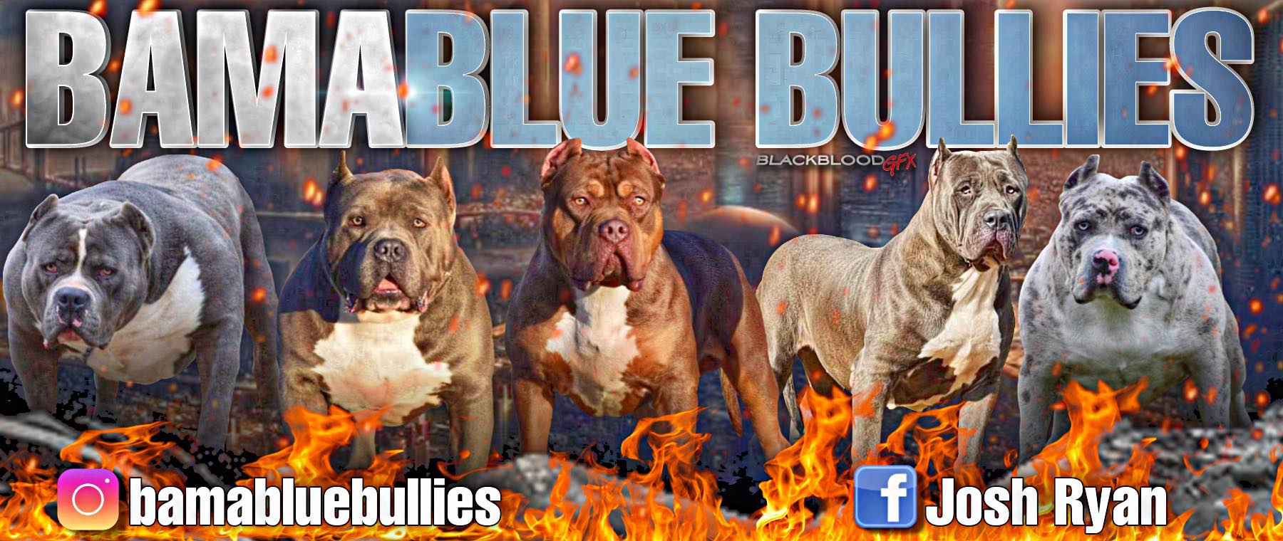 XL Bullies,Bullys,XL Pitbull Puppies. Merle and Tri Breeder in Alabama,World Wide Shipping