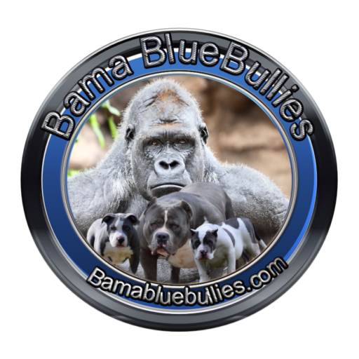 Bama Blue Bullies Logo XL American bully pitbull pup for sale