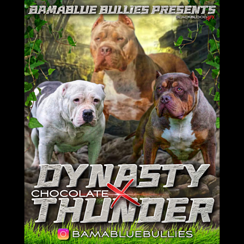 XXL American Bully Sire  Dynasty X Thunder Breeding