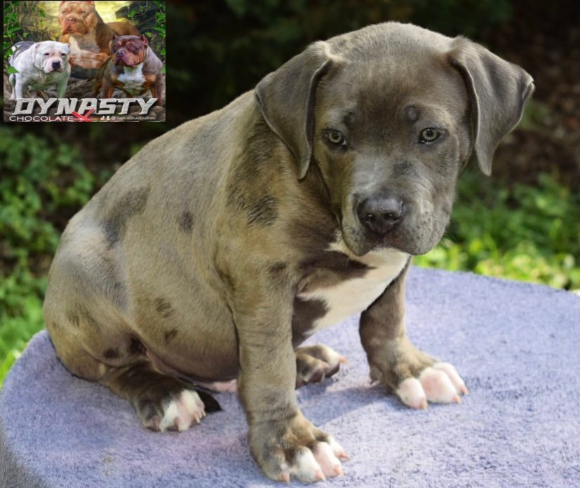 xl bully puppy for sale male $3.5k