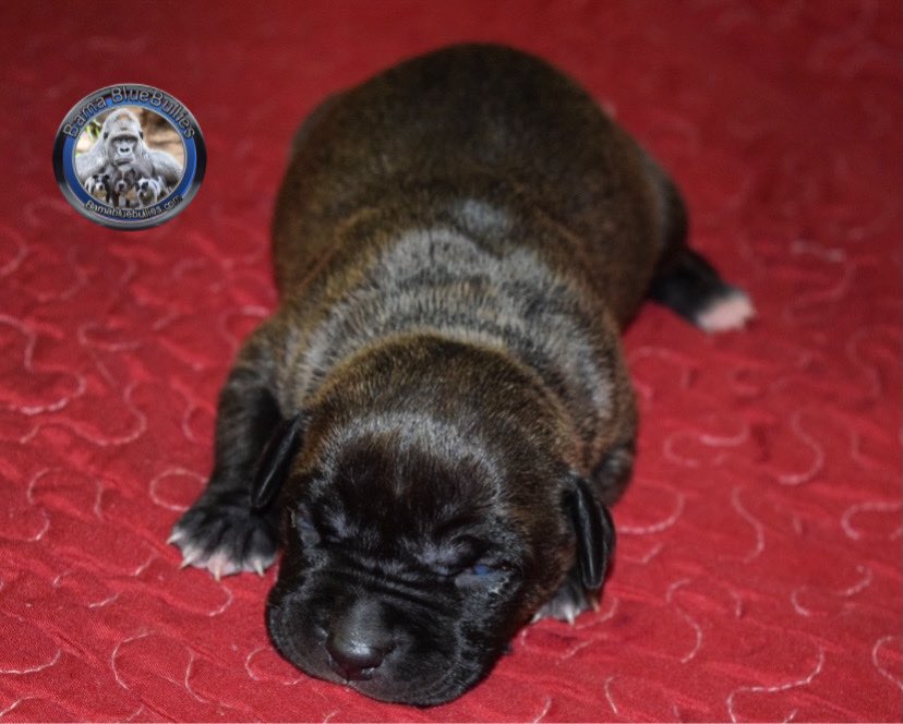 black brindle female d xl american bully pitbull from chocolate thunder and barbie - brindle american bully puppies
