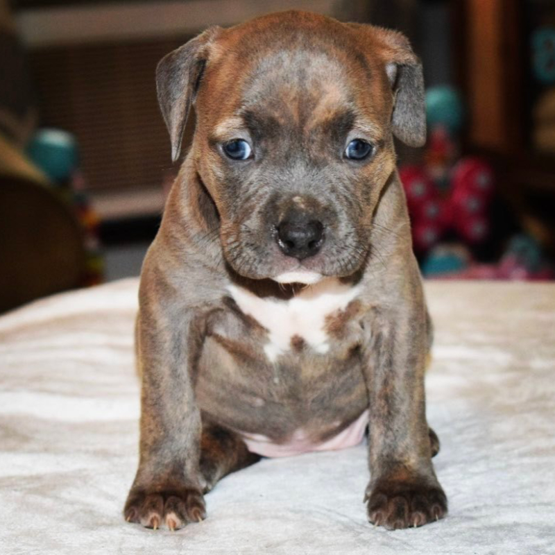 xl bully pups for sale Blue brindle female C