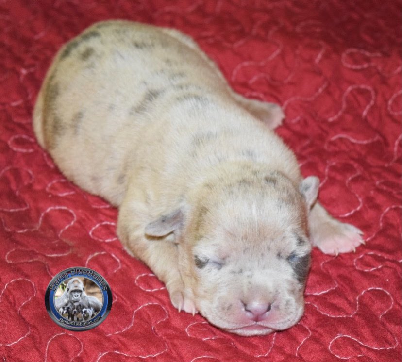 xl bully puppy for sale Merle female A