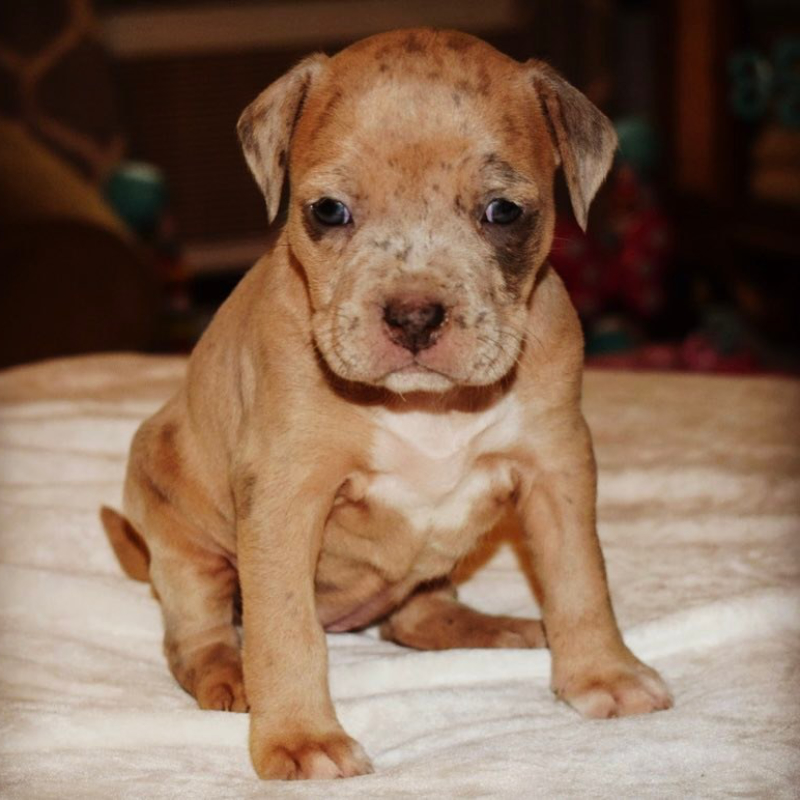 xl bully pups for sale Merle female A