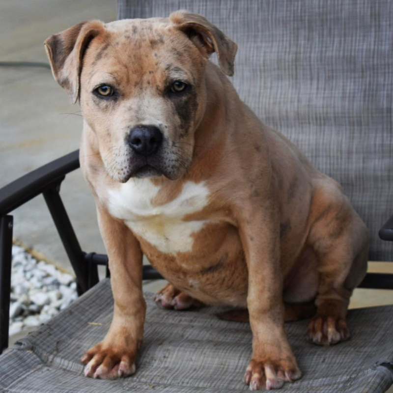 xl bully pups for sale Merle female A