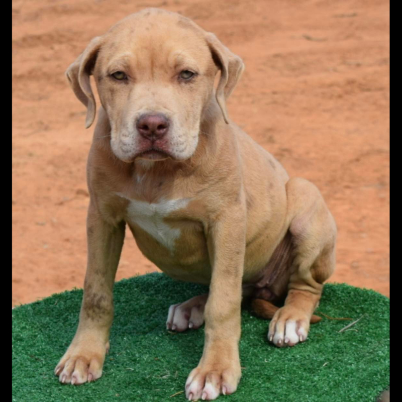 xl bully puppies for sale northern ireland