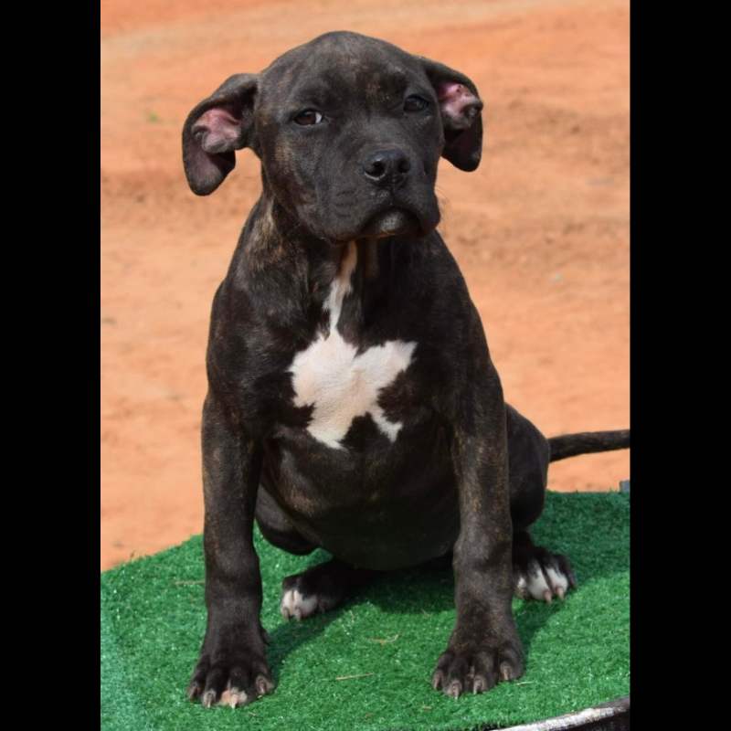 female black brindle american bully puppy for sale