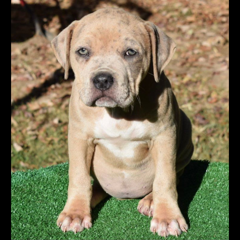 american bully puppies for sale texas