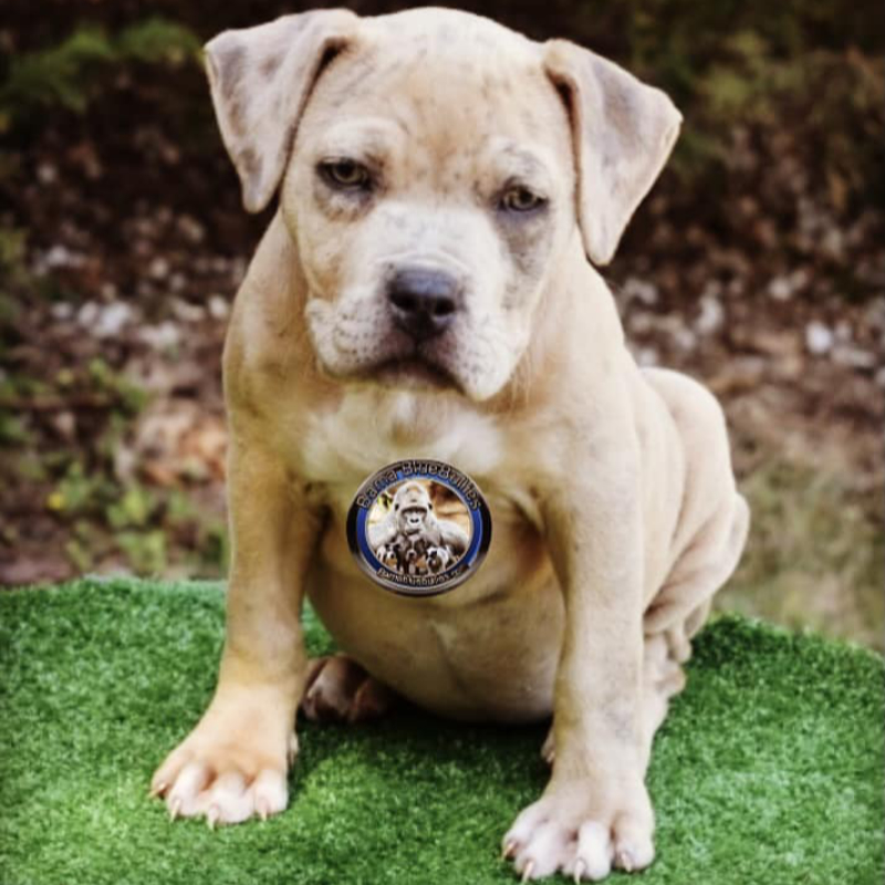 best american bully puppies for sale